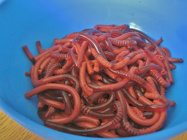 How to make fake worms for a Halloween party snack